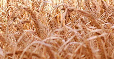 cereal-flavour_bg_image - 副本.jpg