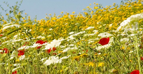 floral-flavour_bg_image - 副本.jpg